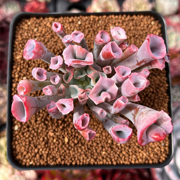Echeveria 'Trumpet Pinky' 2" Succulent Plant