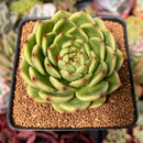 Echeveria Agavoides 'Moonstone' 3" Succulent Plant