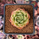 Echeveria Agavoides 'Candy Candy' 1" Succulent Plant