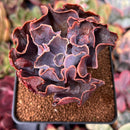 Echeveria 'Osmanthus' 3" Succulent Plant