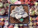 Echeveria 'Xichuensis' 2" Succulent Plant
