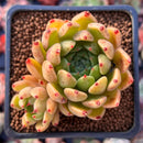 Echeveria Agavoides 'Sarabony' 3" Cluster (Seed Grown) Succulent Plant