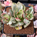 Echeveria Agavoides sp. Variegated 2"-3" Succulent Plant