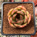 Echeveria 'Green Puff' 2" New Hybrid Succulent Plant