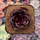 Echeveria 'Real Black' 2" New Hybrid Succulent Plant