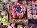 Echeveria 'Colorata Brandtii' 2" Succulent Plant