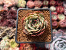 Echeveria 'Epley' 2" Succulent Plant