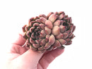 Echeveria Zaragoza Hybrid 2”-3” Rare Succulent Plant