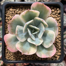 Echeveria 'Secunda' Variegated 2" Succulent Plant