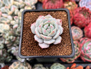 Echeveria 'Greenday' 2" Powdery Succulent Plant