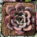 Echeveria 'Maroon Peak' 3" Succulent Plant