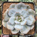 Echeveria 'Cream Tea' 3" Powdery Succulent Plant