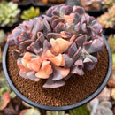 Echeveria 'Cubic Frost' Variegated 4" Cluster Succulent Plant