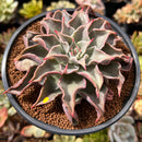 Echeveria 'Madiba' 5" Succulent Plant