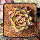 Echeveria Agavoides 'Maria' 3" Succulent Plant