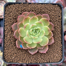 Echeveria Agavoides 'Ruby' 2" New Hybrid Succulent Plant