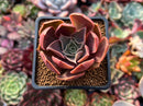 Echeveria 'Fatima' 2" Succulent Plant