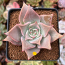 Echeveria 'Madiba' 2" Succulent Plant