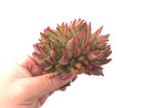 Echeveria Agavoides "Elkhorn' Crested 3" Rare Succulent Plant