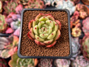 Echeveria 'Chanel' 2" Succulent Plant