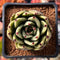 Echeveria Agavoides 'Helio' 2" Succulent Plant