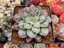 Echeveria 'White Galaxy' New Raindrop Hybrid 3" Succulent Plant