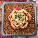 Echeveria sp. 1" Succulent Plant