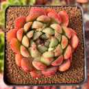 Echeveria 'Evening Star' 2"-3" Succulent Plant