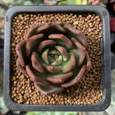 Echeveria Agavoides 'Cinnamon' 1" Succulent Plant