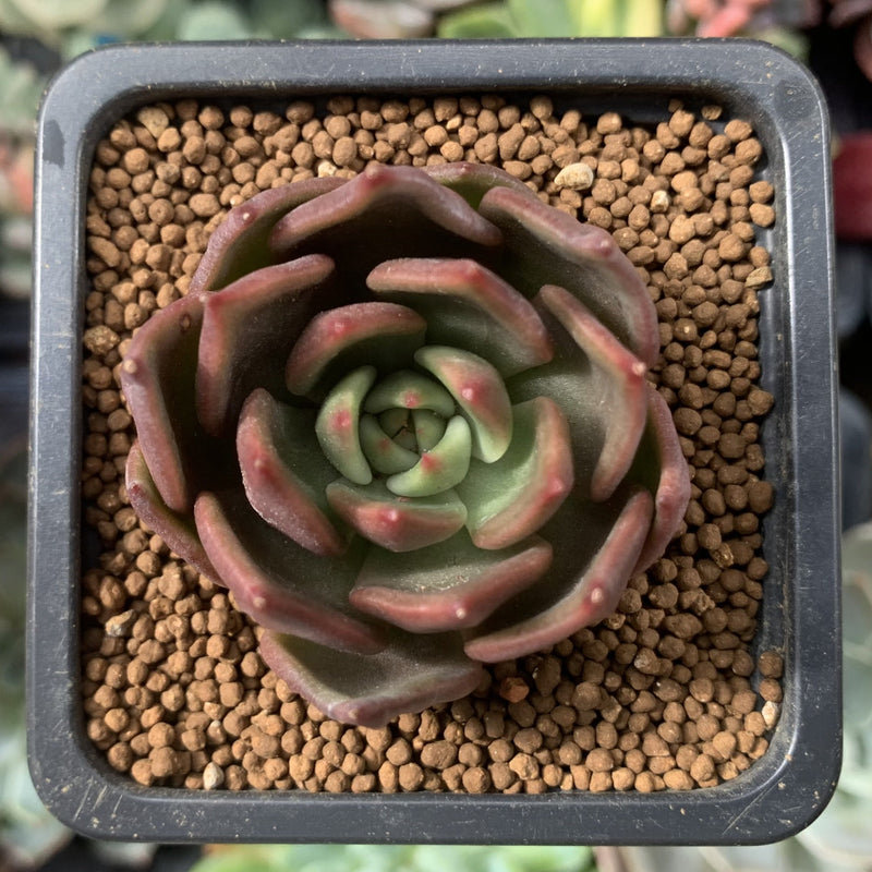 cinnamon and succulents Echeveria Agavoides 'Cinnamon' 1" Succulent Plant – True Succulents Plant  Co