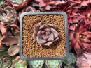 Echeveria 'Remazu' 1" Succulent Plant
