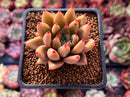 Echeveria Agavoides 'Planetary Stars' 2" Succulent Plant