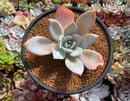 Echeveria 'White Lotus' 3" Powdery Succulent Plant