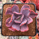 Pachyveria 'Myrtilla' Lightly Variegated 2" Succulent Plant