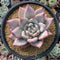Echeveria 'Colorata' Hybrid 5" Powdery Succulent Plant