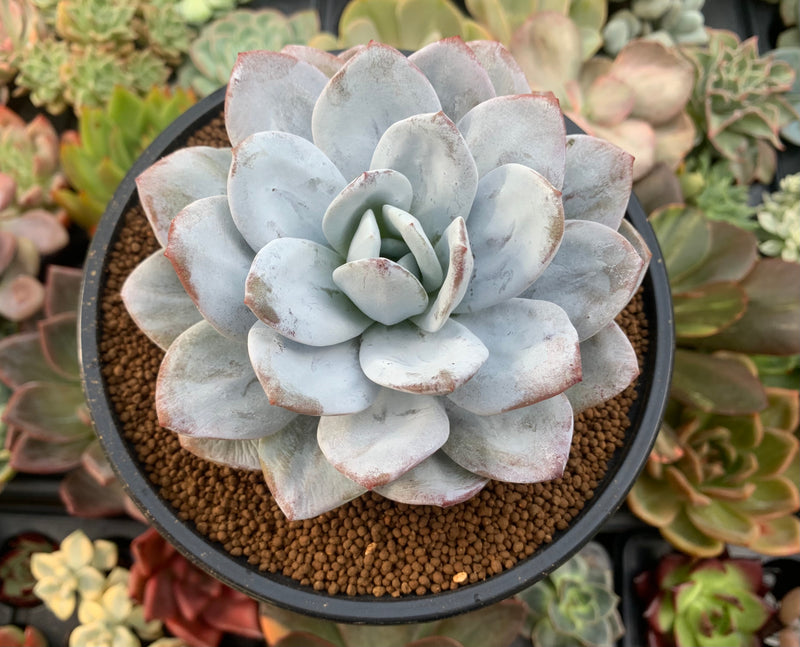 large blue succulent Echeveria 'Laui' 4" Large Powdery Succulent Plant