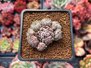 Echeveria 'Jandiro' 1" Cluster New Hybrid Succulent Plant