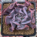 Echeveria 'Trumpet Pinky' 3" Succulent Plant