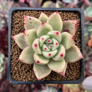 Echeveria Agavoides 'Sae-ron' 2" Succulent Plant