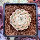 Echeveria 'Pnotina' 1"-2" Air Magic Hybrid Succulent Plant