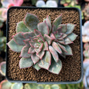Echeveria 'Miella' Variegated 2" Succulent Plant