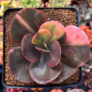 Echeveria 'Primadonna' Variegated 3" Succulent Plant
