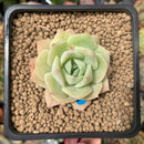 Echeveria 'Fun Queen' 2" Succulent Plant