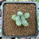 Haworthia Maughanii 'Mirage' 1" Succulent Plant