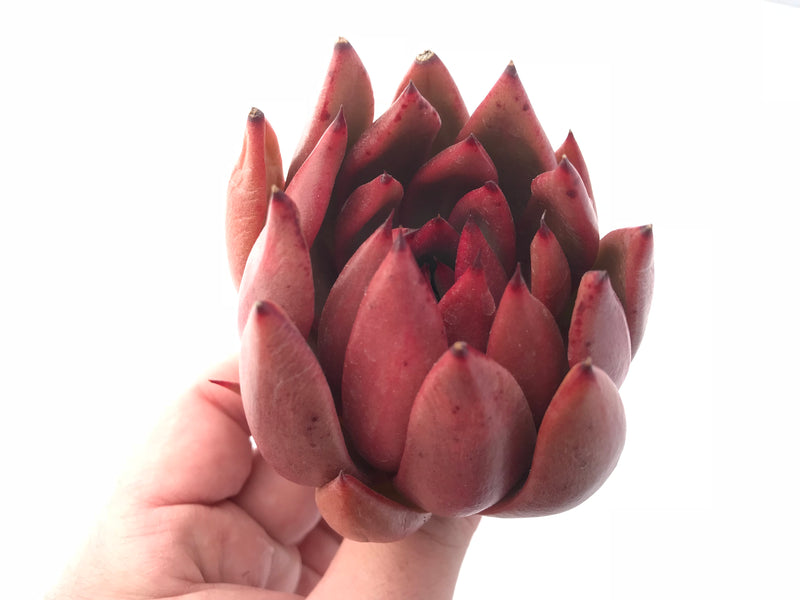 Echeveria Agavoides Red Maria 3” Rare Succulent Plant