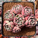 Echeveria 'Nanahukumini' 2"-3" Cluster Succulent Plant