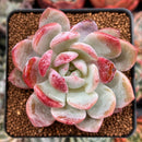 Echeveria 'Monroe' Hybrid 2" Succulent Plant