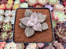 Echeveria 'Xichuensis' 2" Succulent Plant
