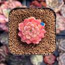 Echeveria sp. 1" Small Succulent Plant