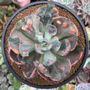 Echeveria 'Beyonce' Variegated 3"-4" Succulent Plant